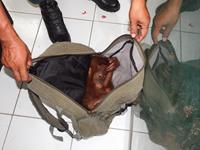 Penjual orangutan diganjar dua tahun penjara