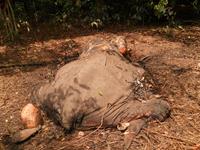 Sebuah proyektil ditemukan pada sisa bangkai gajah di Taman Nasional Way Kambas