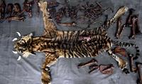 Tiga pemburu dan seorang penjual organ tubuh harimau sumatera dibekuk di Aceh