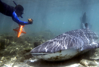 Nelayan Lewomuda lepaskan hiu paus yang terjerat jaring
