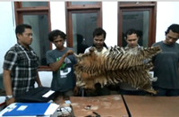 Video detik-detik penggerebekan sindikat perdagangan harimau awetan di Binjai