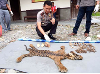 Sindikat perdagangan harimau terungkap, oknum Dinas Kehutanan ikut main